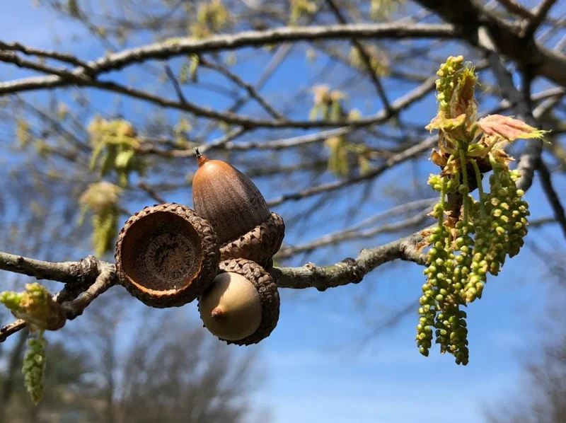 Red Oak Live Seedling – Quart Pot – Fast-Growing Native Shade Tree – Outdoor - Image 9