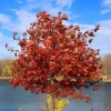Red Oak Live Seedling – Quart Pot – Fast-Growing Native Shade Tree – Outdoor - Image 1