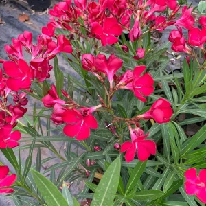 Red Oleander Live Plant – 1-2 Feet Tall – Shipped in 1 Gallon Pot – Outdoor Shrub - Image 2