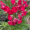 Red Oleander Live Plant – 1-2 Feet Tall – Shipped in 1 Gallon Pot – Outdoor Shrub - Image 1