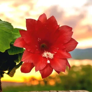 Red Orchid Cactus Live Plant – 8-inch Height – 4-inch Pot – Indoor/Outdoor - Image 2