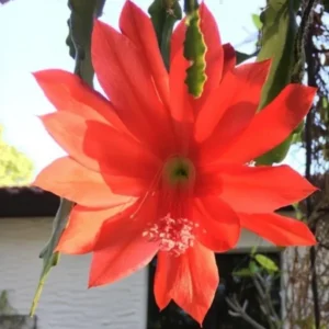 Red Orchid Cactus Live Plant – 8-inch Height – 4-inch Pot – Indoor/Outdoor - Image 3