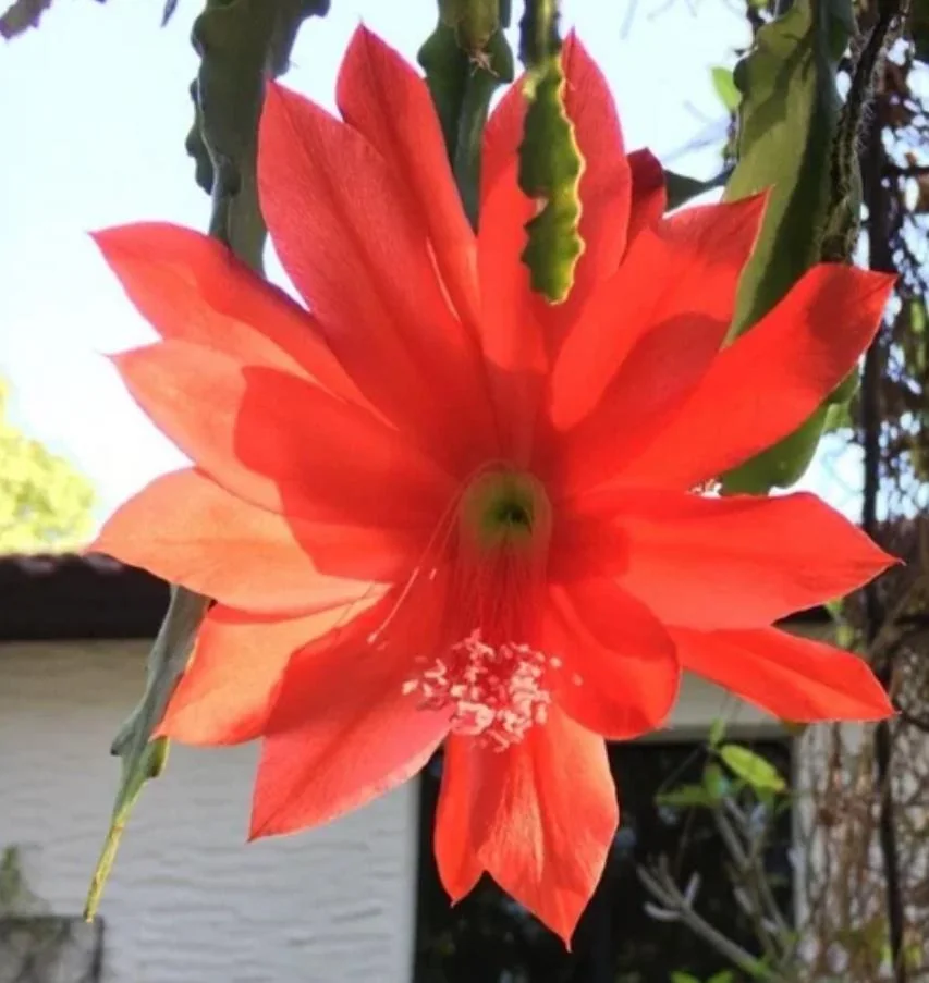 Red Orchid Cactus Live Plant – 8-inch Height – 4-inch Pot – Indoor/Outdoor - Image 3