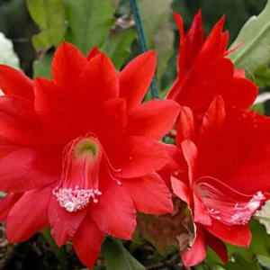 Red Orchid Cactus Live Plant – 8-inch Height – 4-inch Pot – Indoor/Outdoor - Image 4
