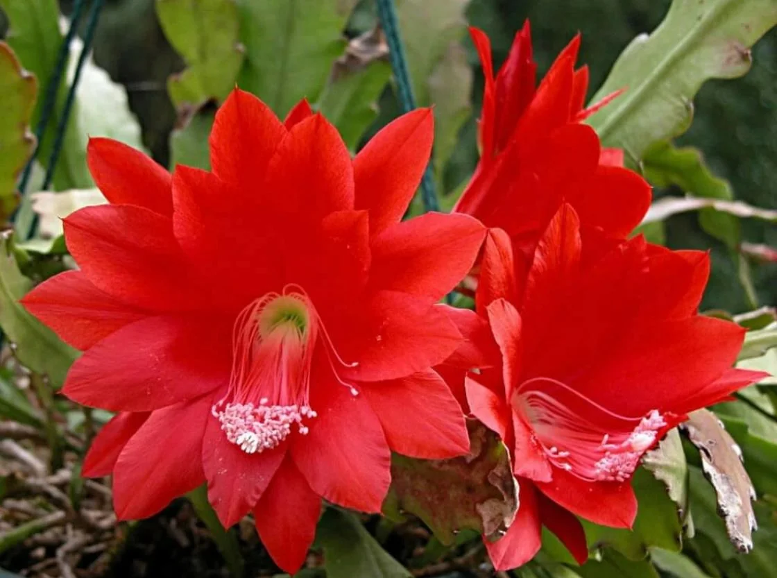 Red Orchid Cactus Live Plant – 8-inch Height – 4-inch Pot – Indoor/Outdoor - Image 4