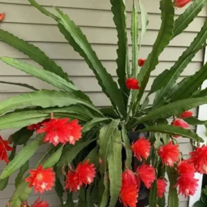 Red Orchid Cactus Live Plant – 8-inch Height – 4-inch Pot – Indoor/Outdoor - Image 5