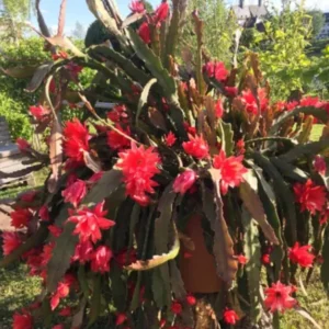 Red Orchid Cactus Live Plant – 8-inch Height – 4-inch Pot – Indoor/Outdoor - Image 6