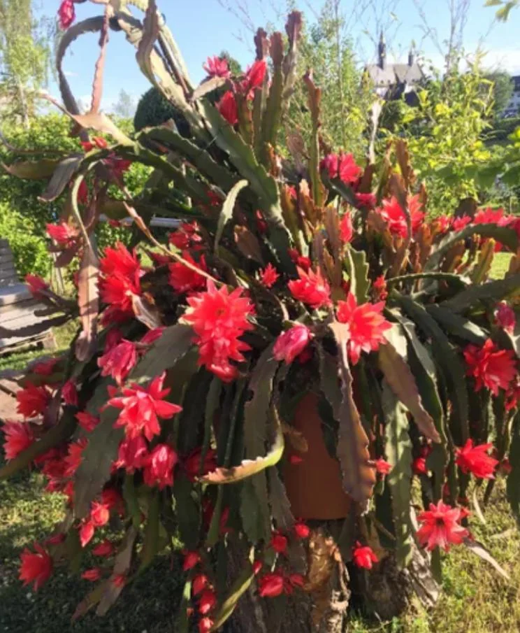 Red Orchid Cactus Live Plant – 8-inch Height – 4-inch Pot – Indoor/Outdoor - Image 6