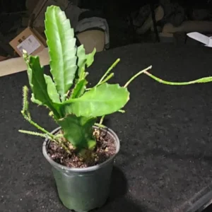 Red Orchid Cactus Live Plant – 8-inch Height – 4-inch Pot – Indoor/Outdoor - Image 7