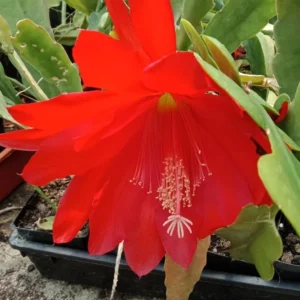 Red Orchid Cactus Live Plant – 8-inch Height – 4-inch Pot – Indoor/Outdoor - Image 8