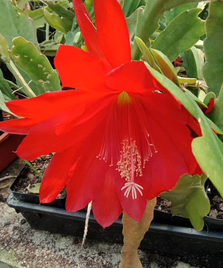 Red Orchid Cactus Live Plant – 8-inch Height – 4-inch Pot – Indoor/Outdoor - Image 8