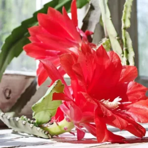 Red Orchid Cactus Live Plant – 8-inch Height – 4-inch Pot – Indoor/Outdoor - Image 9