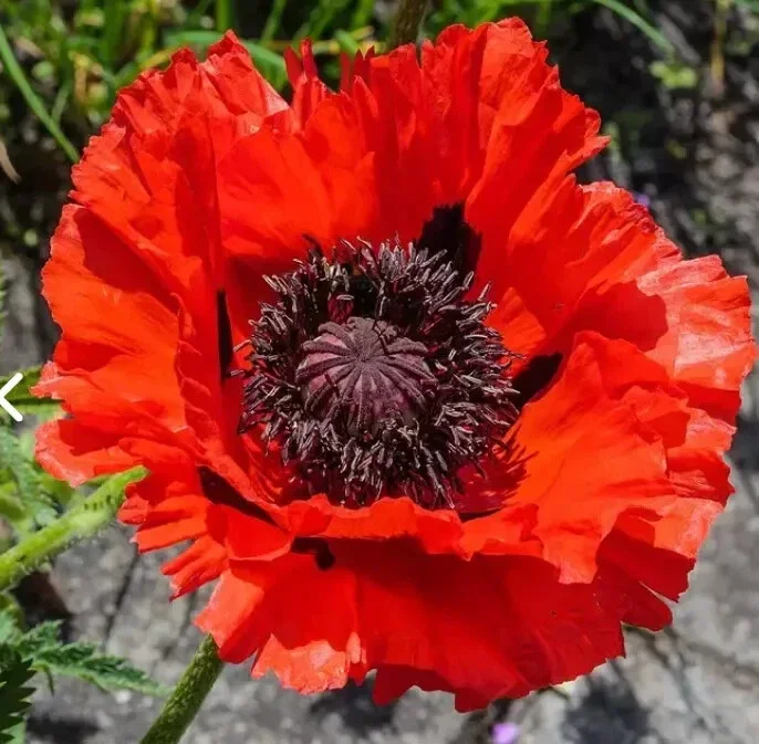 Red Oriental Poppy Seeds - Perennial Scarlet Flowers, 1000 Seeds, Non-GMO, Outdoor - Image 1