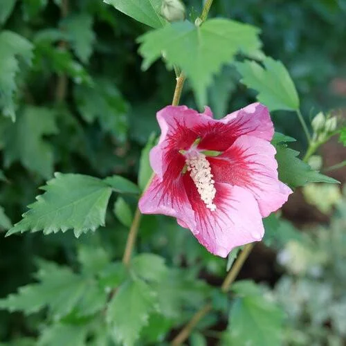 Red Pillar Rose of Sharon Live Plant - Hibiscus syriacus - 4 inch Pot - Outdoor Shrub - Image 2