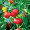 Red Pimento Pepper Seeds - 500 Count Vegetable Seeds for Outdoor Gardens - Image 1