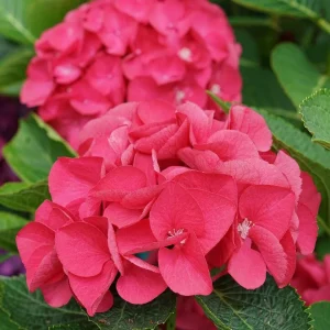 Red-Pink Bigleaf Hydrangea Live Plant – Reblooming Shrub – 4 inch Pot - Image 6