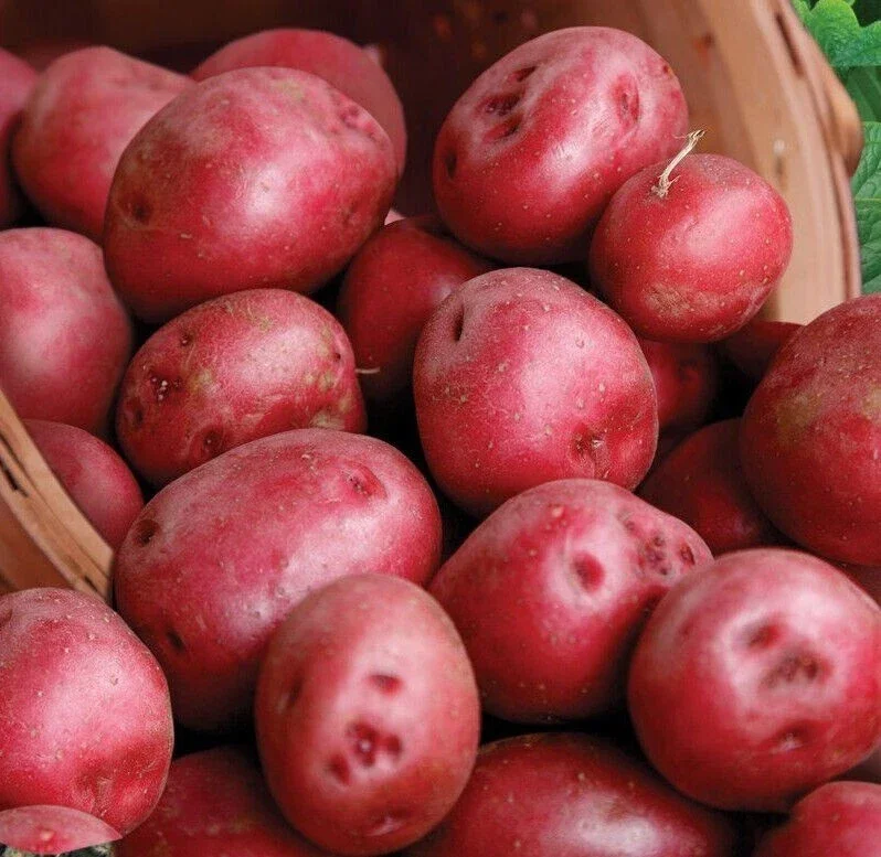 Red Pontiac Seed Potatoes for Planting – 1000g Red Potato Bulbs – USDA Certified - Image 1