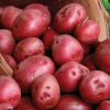 Red Pontiac Seed Potatoes for Planting - USDA Certified, 113g Red Potato Bulbs - Image 1