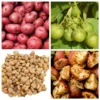 Red Potato Seeds - 70 True Heirloom Seeds for Planting Outdoor - Image 1