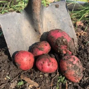 Red Potato Seeds - 70 True Heirloom Seeds for Planting Outdoor - Image 5