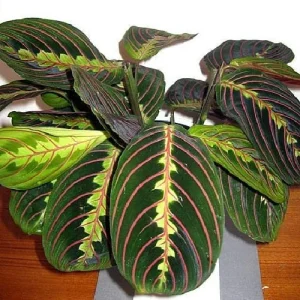 Red Prayer Plant Live Plant – Maranta Leuconeura – 2 Pack – 3 inch Pots – Indoor Houseplant - Image 2