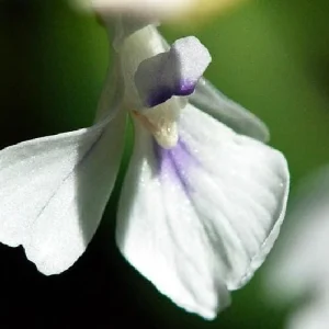 Red Prayer Plant Live Plant – Maranta Leuconeura – 2 Pack – 3 inch Pots – Indoor Houseplant - Image 3