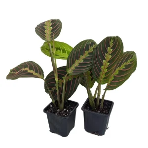 Red Prayer Plant Live Plant – Maranta Leuconeura – 2 Pack – 3 inch Pots – Indoor Houseplant - Image 1