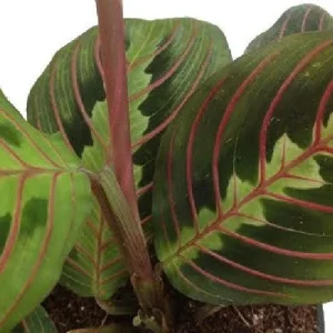 Red Prayer Plant Live Plant – Maranta Leuconeura – 2 Pack – 3 inch Pots – Indoor Houseplant - Image 5