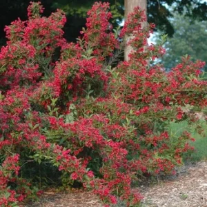 Red Prince Weigela Live Plant - Weigela florida 'Java Red' - 4 Inch Pot, 12+ inches Tall - Image 1