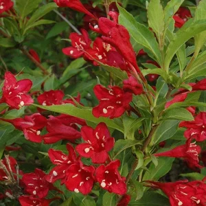 Red Prince Weigela Live Plant - Weigela florida 'Java Red' - 4 Inch Pot, 12+ inches Tall - Image 4