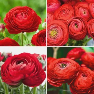 Red Ranunculus Flower Bulbs - 15 Corms for Wedding Bouquets & Gardens - Image 3