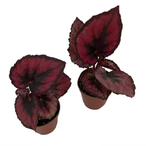 Red Rex Begonia Live Plant - 2 Plants in 2