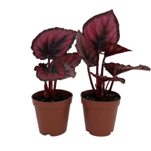 Red Rex Begonia Live Plant - 2 Plants in 2