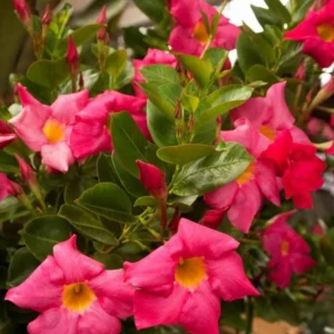 Red Riding Hood Mandevilla Live Plant Starter, Set of 2, 4-6