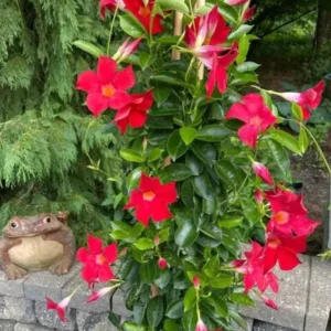 Red Riding Hood Mandevilla Live Plant Starter, Set of 2, 4-6
