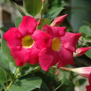 Red Riding Hood Mandevilla Live Plant Starter, Set of 2, 4-6" Tall Tropical Vine - Image 1