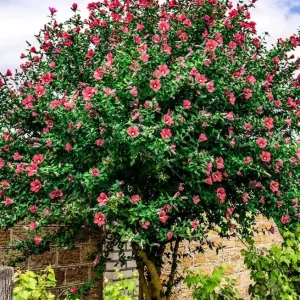 Red Rose of Sharon Live Plant – Althea Flowering Shrub – Quart Pot - Image 10