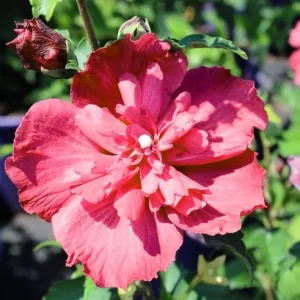 Red Rose of Sharon Live Plant – Althea Flowering Shrub – Quart Pot - Image 2