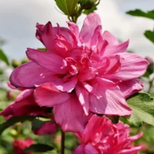 Red Rose of Sharon Live Plant – Althea Flowering Shrub – Quart Pot - Image 3