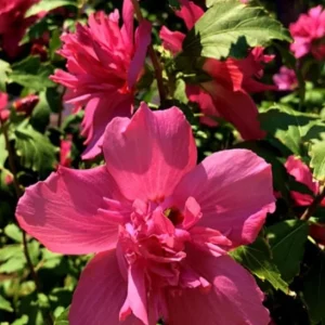 Red Rose of Sharon Live Plant – Althea Flowering Shrub – Quart Pot - Image 4