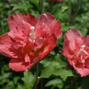 Red Rose of Sharon Live Plant – Althea Flowering Shrub – Quart Pot - Image 5