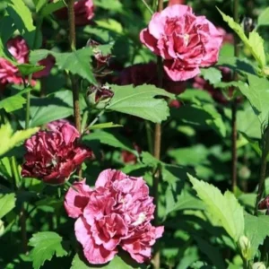 Red Rose of Sharon Live Plant – Althea Flowering Shrub – Quart Pot - Image 6