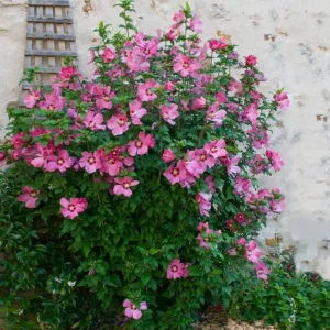 Red Rose of Sharon Live Plant – Althea Flowering Shrub – Quart Pot - Image 8