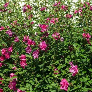 Red Rose of Sharon Live Plant – Althea Flowering Shrub – Quart Pot - Image 9