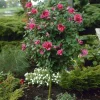 Red Rose of Sharon Live Plant – Althea Flowering Shrub – Quart Pot - Image 1