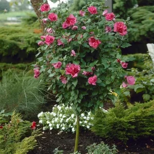 Red Rose of Sharon Live Plant – Althea Flowering Shrub – Quart Pot - Image 1