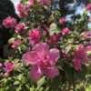 Red Rose of Sharon Live Plant - Althea Shrub, Quart Pot, USDA Zones 6-9 - Image 1