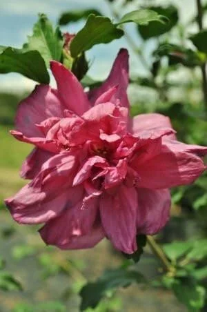 Red Rose of Sharon Live Plant - Althea Shrub, Quart Pot, USDA Zones 6-9 - Image 2