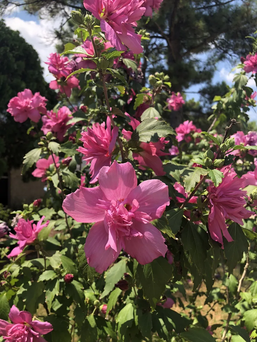 Red Rose of Sharon Live Plant - Althea Shrub, Quart Pot, USDA Zones 6-9 - Image 1