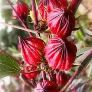 Red Roselle Hibiscus Live Plant – Jamaican Sorrel – Half Gallon Pot – Outdoor - Image 2